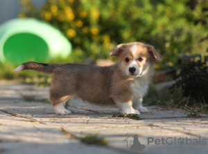 Photo №2 to announcement № 11543 for the sale of welsh corgi - buy in Russian Federation breeder