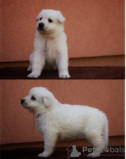 Photo №2 to announcement № 19724 for the sale of berger blanc suisse - buy in Russian Federation from nursery