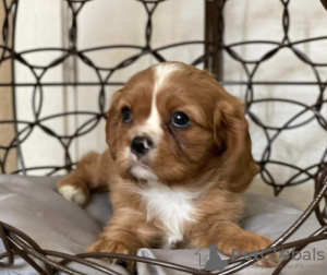 Photo №1. cavalier king charles spaniel - for sale in the city of Geel | 423$ | Announcement № 96203