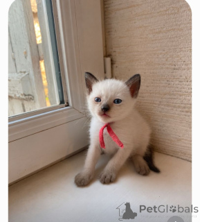 Photo №1. siamese cat - for sale in the city of Husum | 361$ | Announcement № 172022