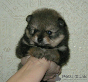 Additional photos: Pomeranian Spitz, sable puppies!