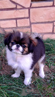 Photo №1. japanese chin - for sale in the city of Nowy Sącz | negotiated | Announcement № 120225