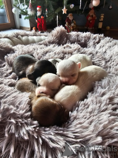 Photo №3. Long-haired Chihuahua puppies FCI. Poland