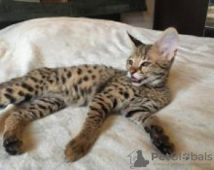 Photo №1. savannah cat - for sale in the city of Imatra | negotiated | Announcement № 55158