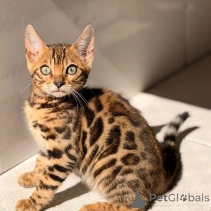 Photo №1. bengal cat - for sale in the city of GeretSried | negotiated | Announcement № 169871