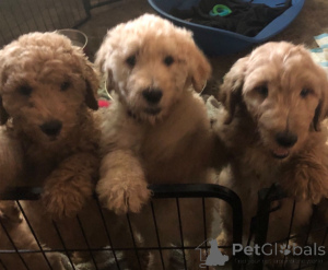 Photo №3. F1B Mini Goldendoodles. France