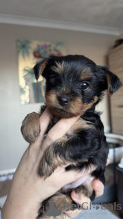 Photo №2 to announcement № 135205 for the sale of yorkshire terrier - buy in Italy breeder