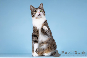 Photo №4. I will sell  in the city of Khimki. from the shelter - price - Is free