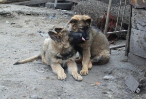 Photo №4. I will sell german shepherd in the city of Ленинск-Кузнецкий.  - price - negotiated