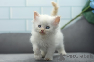 Photo №1. persian cat - for sale in the city of Erfurt | 329$ | Announcement № 148556
