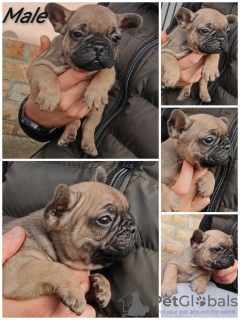 Additional photos: French bulldog Standard and exotic