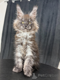 Photo №3. Adorable Maine Coon Kittens Available Gentle Giants with Sweet Temperaments. France