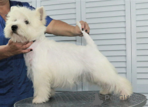 Photo №3. West Highland White Terrier puppy from International Champion. Russian Federation