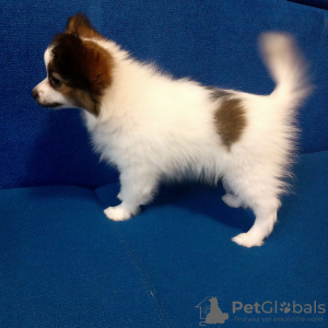 Additional photos: papillon boy