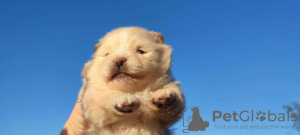 Additional photos: Pomeranian Spitz puppies