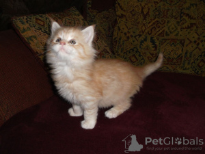 Photo №3. Top Bloodline Main Coon kittens. Germany