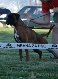 Photo №3. German Boxer, young dog. Serbia