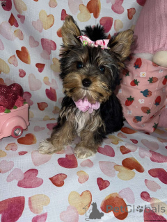 Photo №1. yorkshire terrier - for sale in the city of Ängelholm | 700$ | Announcement № 136298