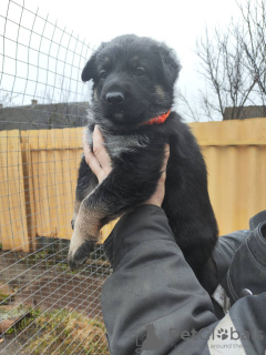 Additional photos: East European Shepherd puppies