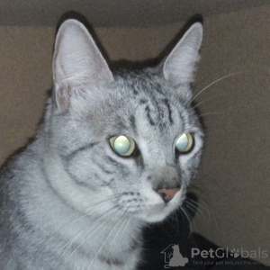 Additional photos: Silver and Smoke DESIGNER CATS