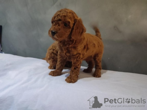 Additional photos: Red poodle