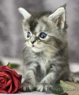 Photo №1. maine coon - for sale in the city of Baden Baden | 568$ | Announcement № 163453