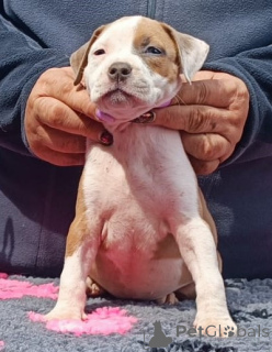 Additional photos: De pura sangre