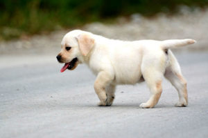 Photo №4. I will sell labrador retriever in the city of Krasnodar. from nursery, breeder - price - 671$