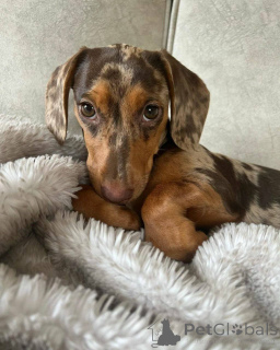 Photo №1. non-pedigree dogs - for sale in the city of Orlando | 700$ | Announcement № 137780