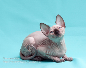 Photo №2 to announcement № 2708 for the sale of sphynx-katze - buy in Russian Federation from nursery