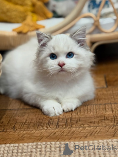 Photo №1. ragdoll - for sale in the city of CERMATT | 877$ | Announcement № 157682