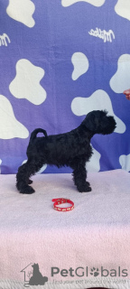 Photo №2 to announcement № 79263 for the sale of schnauzer - buy in Serbia breeder