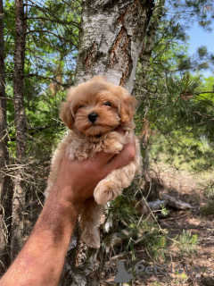 Photo №4. I will sell maltipu in the city of Дрезден. private announcement, from nursery, from the shelter, breeder - price - negotiated