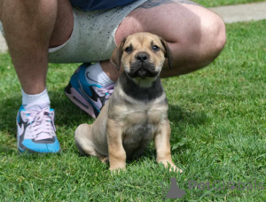 Photo №2 to announcement № 115489 for the sale of boerboel - buy in Serbia breeder