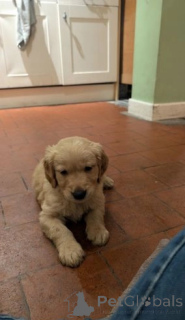 Photo №1. golden retriever - for sale in the city of Corby | negotiated | Announcement № 176157