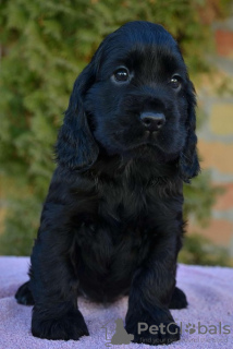 Photo №4. I will sell english cocker spaniel in the city of Ada.  - price - 376$
