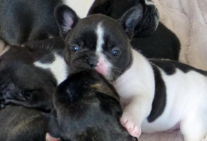 Photo №1. french bulldog - for sale in the city of Gardanne | 1769$ | Announcement № 873