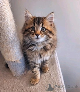 Photo №2 to announcement № 150763 for the sale of maine coon - buy in Germany from the shelter, breeder