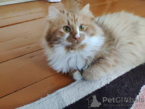 Photo №4. I will sell  in the city of Minsk.  - price - Is free