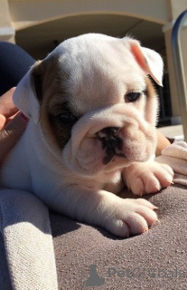 Photo №1. english bulldog - for sale in the city of Munich | 376$ | Announcement № 150581