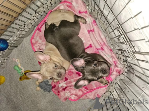 Photo №3. French bulldog puppies. Switzerland