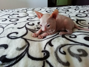 Photo №3. Kitten Don Sphynx. Russian Federation