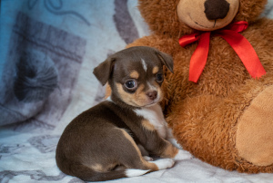 Additional photos: Puppy Girl Chihuahua Kennel