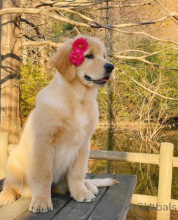 Photo №1.  - for sale in the city of Bad Zurzach | 500$ | Announcement № 161161