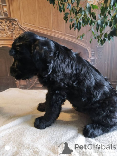 Photo №2 to announcement № 12819 for the sale of giant schnauzer - buy in Ukraine from nursery