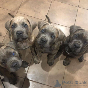 Photo №1. non-pedigree dogs - for sale in the city of Texas City | negotiated | Announcement № 62395