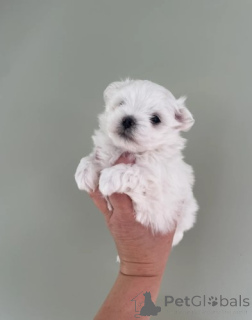 Photo №2 to announcement № 155902 for the sale of maltese dog - buy in Germany breeder