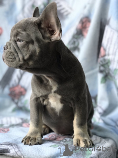 Photo №1. french bulldog - for sale in the city of Warsaw | 1885$ | Announcement № 12805