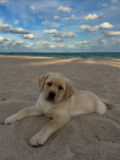 Photo №1. labrador retriever - for sale in the city of ALAVUS | 520$ | Announcement № 164564