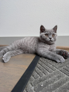 Photo №1. british shorthair - for sale in the city of Rotterdam | negotiated | Announcement № 170648